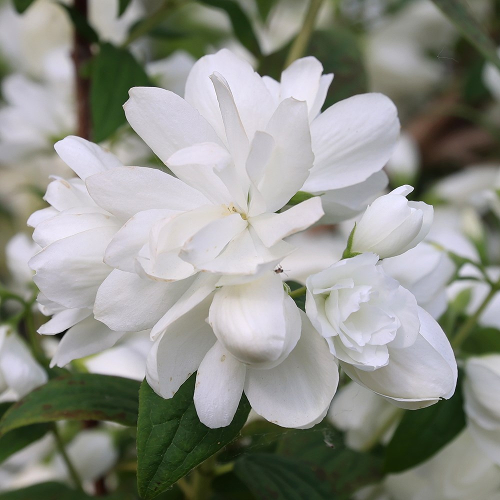 <i>Philadelphus</i> 'Snowbelle'
