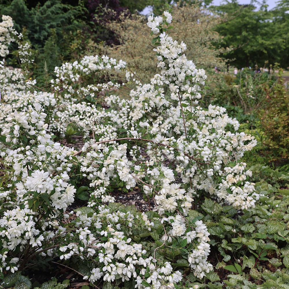 <i>Philadelphus</i> 'Snowbelle'