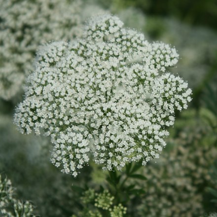 Cenolophium denudatum