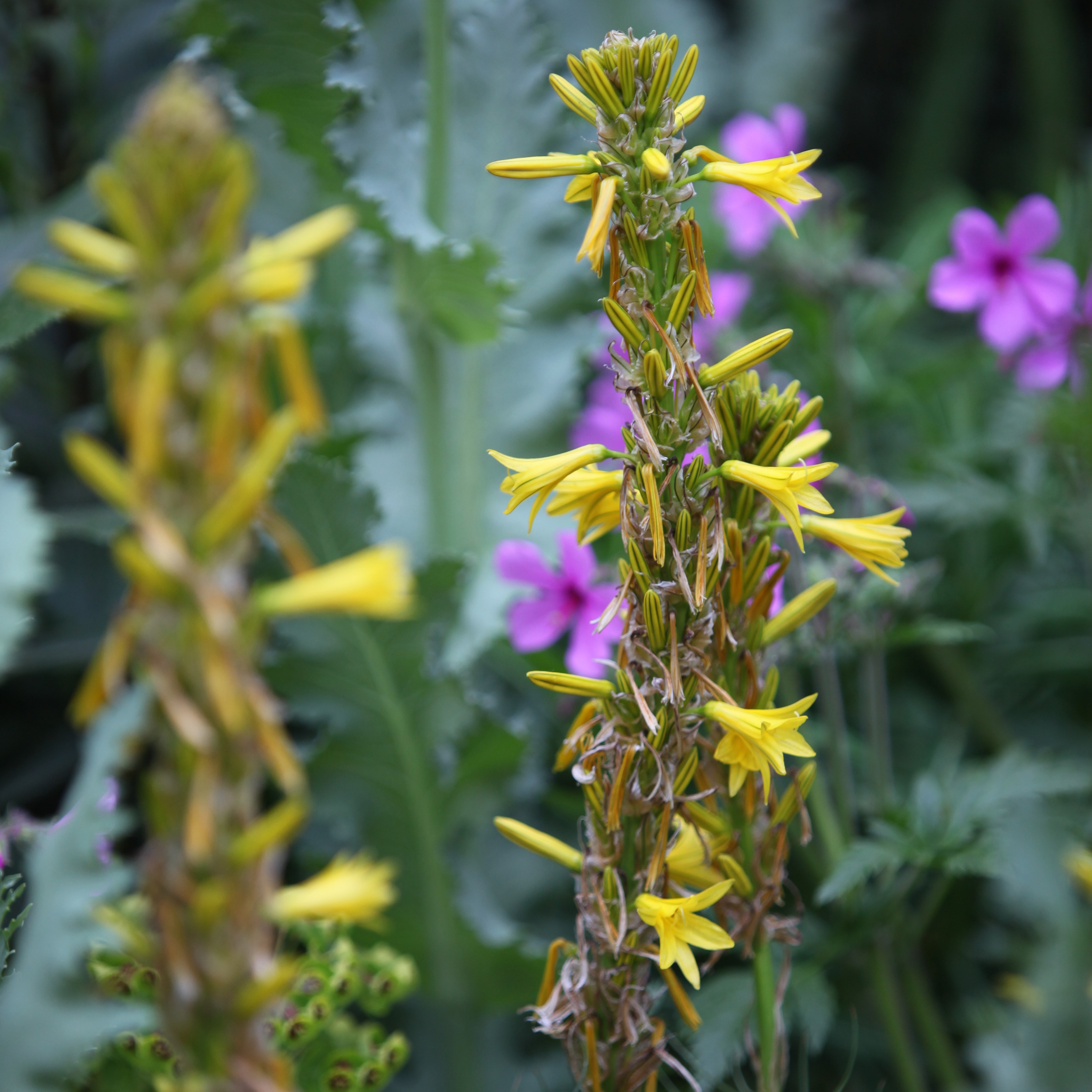 <i>Asphodeline liburnica</i> 