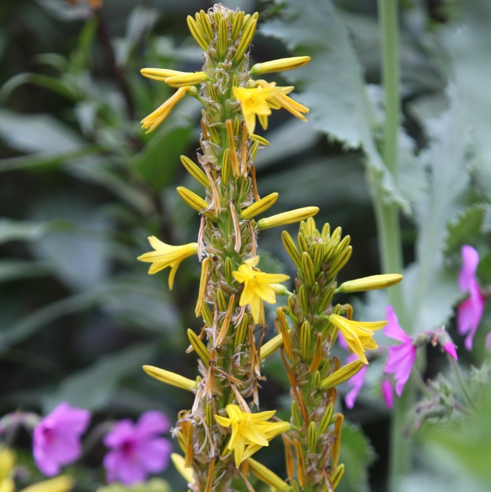 <i>Asphodeline liburnica</i> 