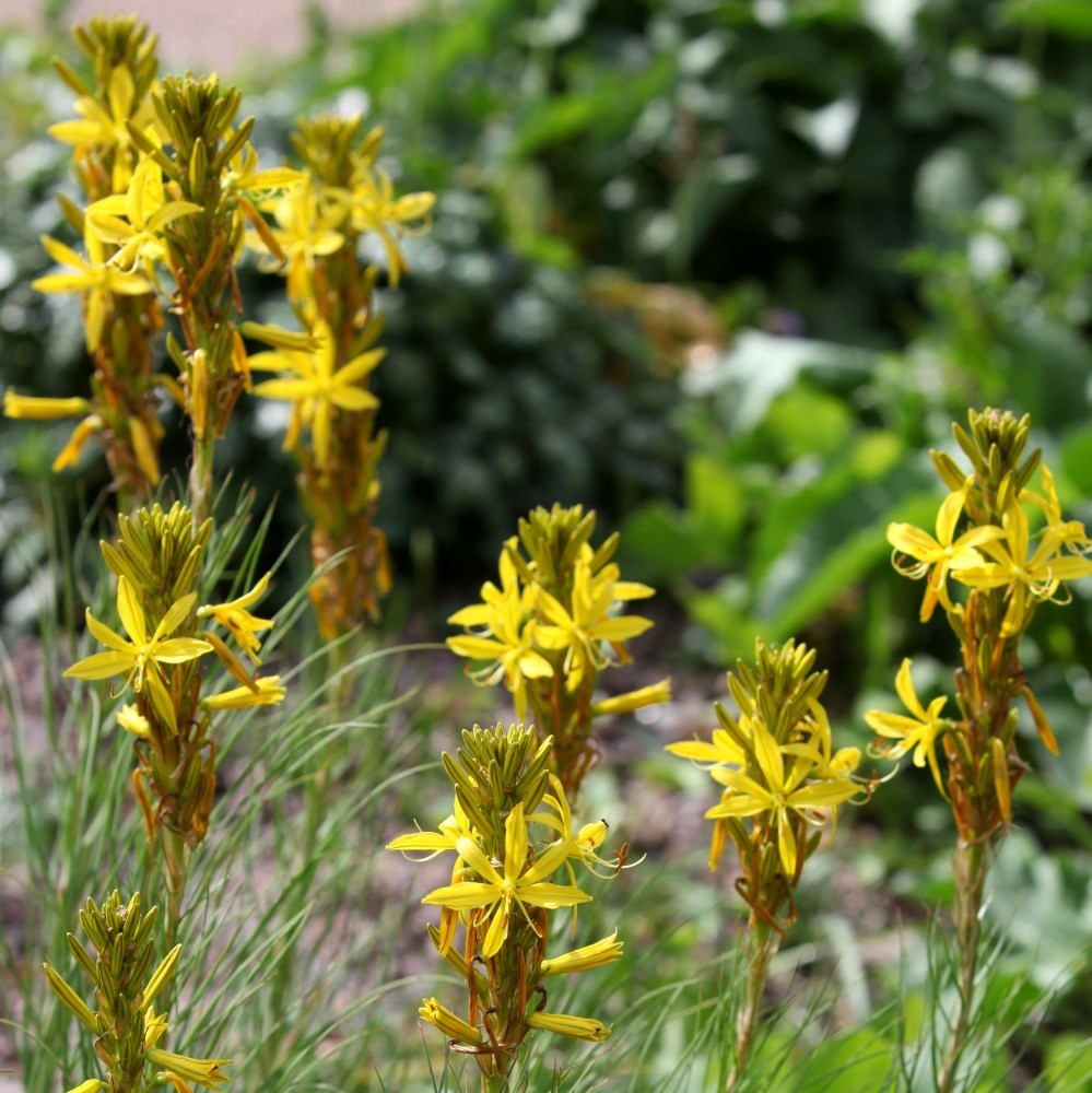 <i>Asphodeline liburnica</i> 