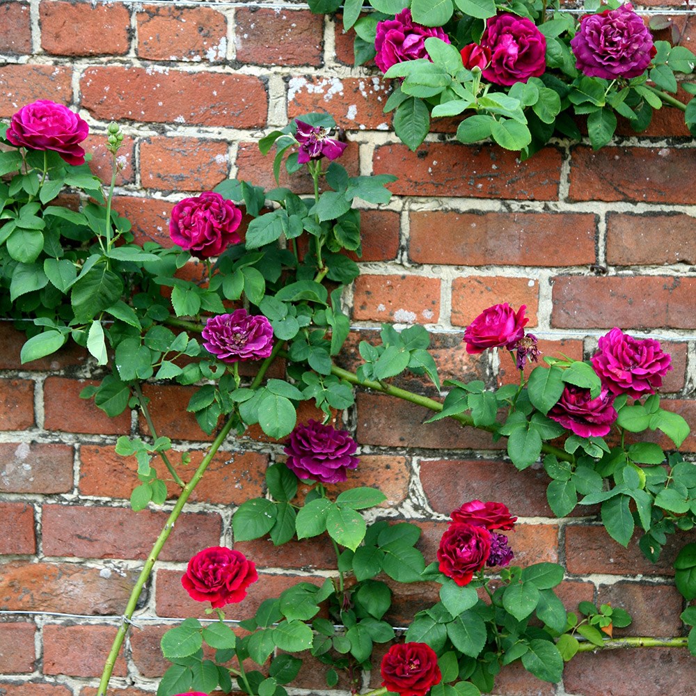 Rosa Souvenir du Docteur Jamain | Climbing Rose
