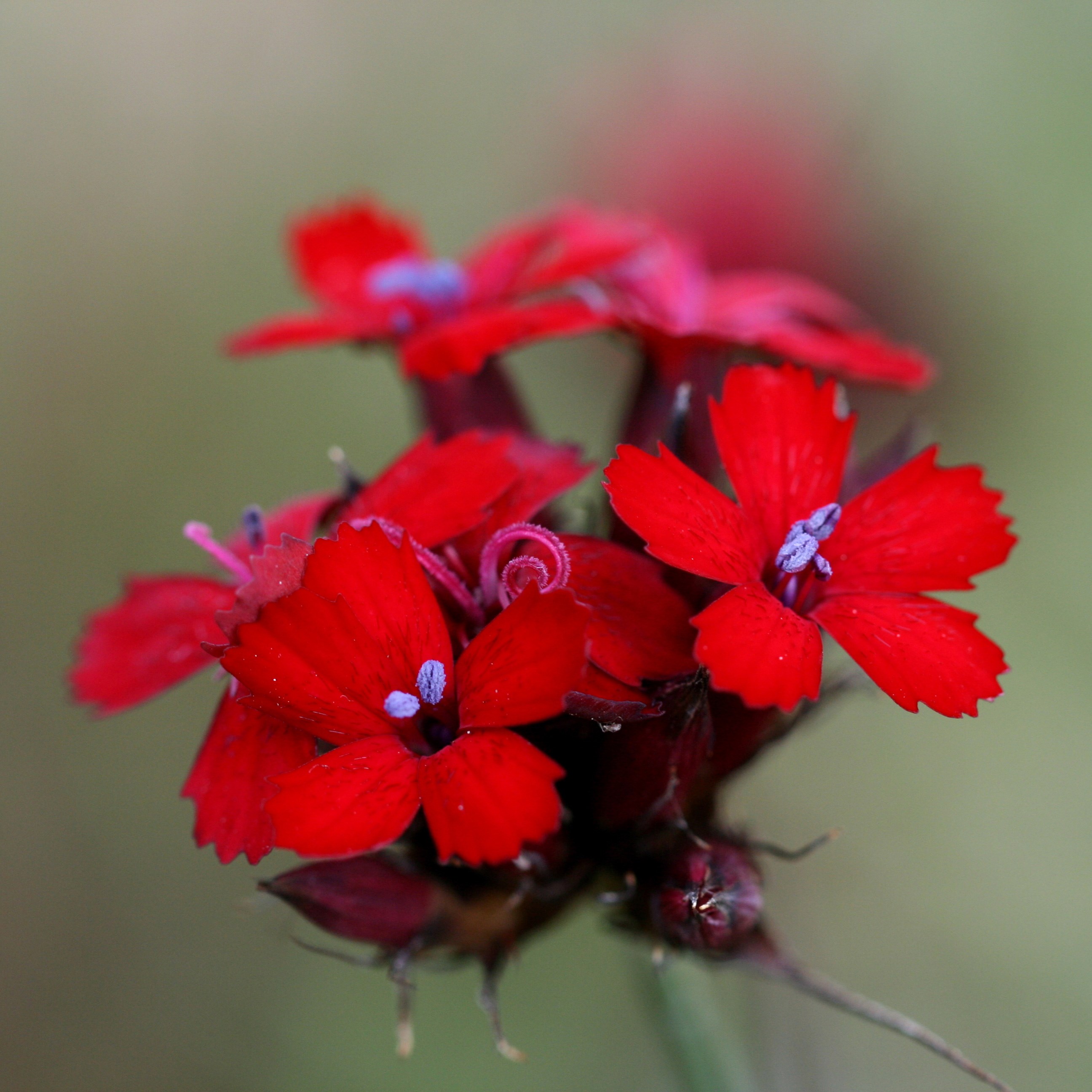 <i>Dianthus cruentus</i> 
