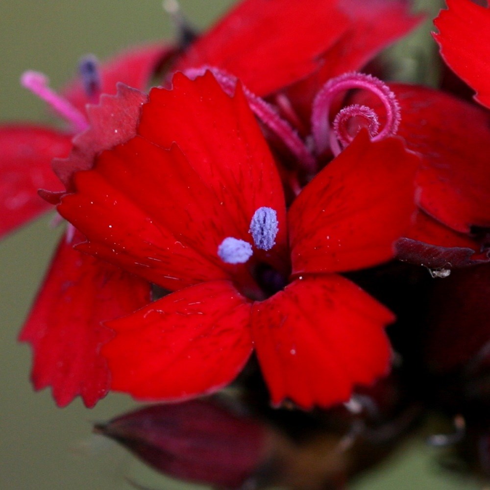 <i>Dianthus cruentus</i> 