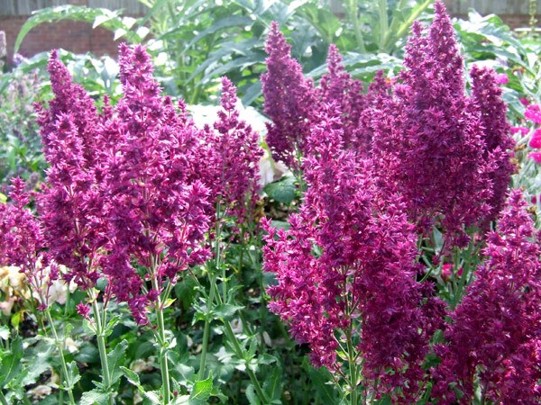 <i>Salvia nemorosa</i> 'Schwellenburg'