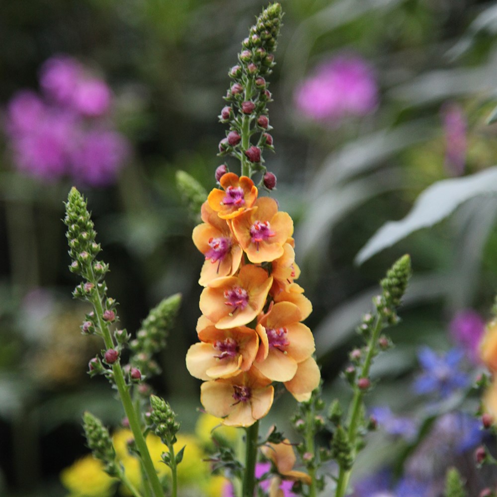 <i>Verbascum</i> 'Clementine'