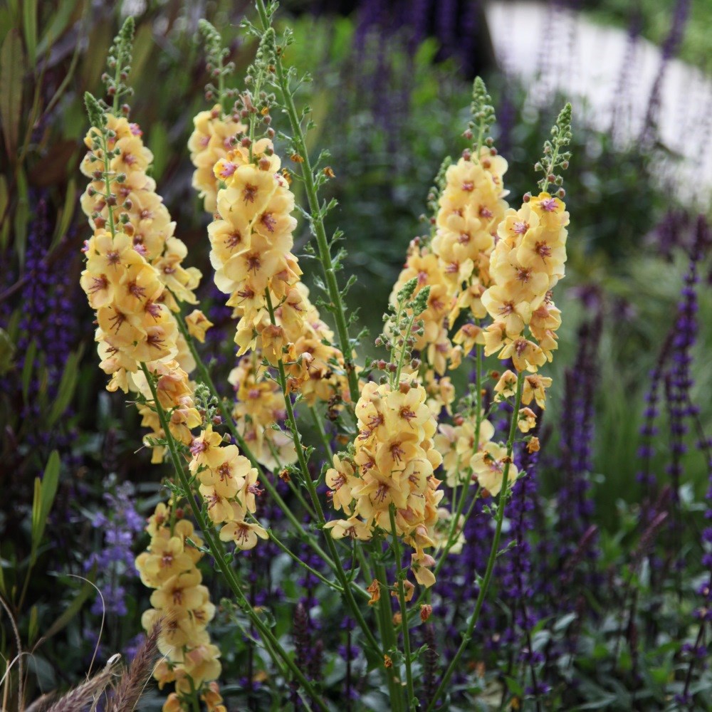 <i>Verbascum</i> 'Clementine'