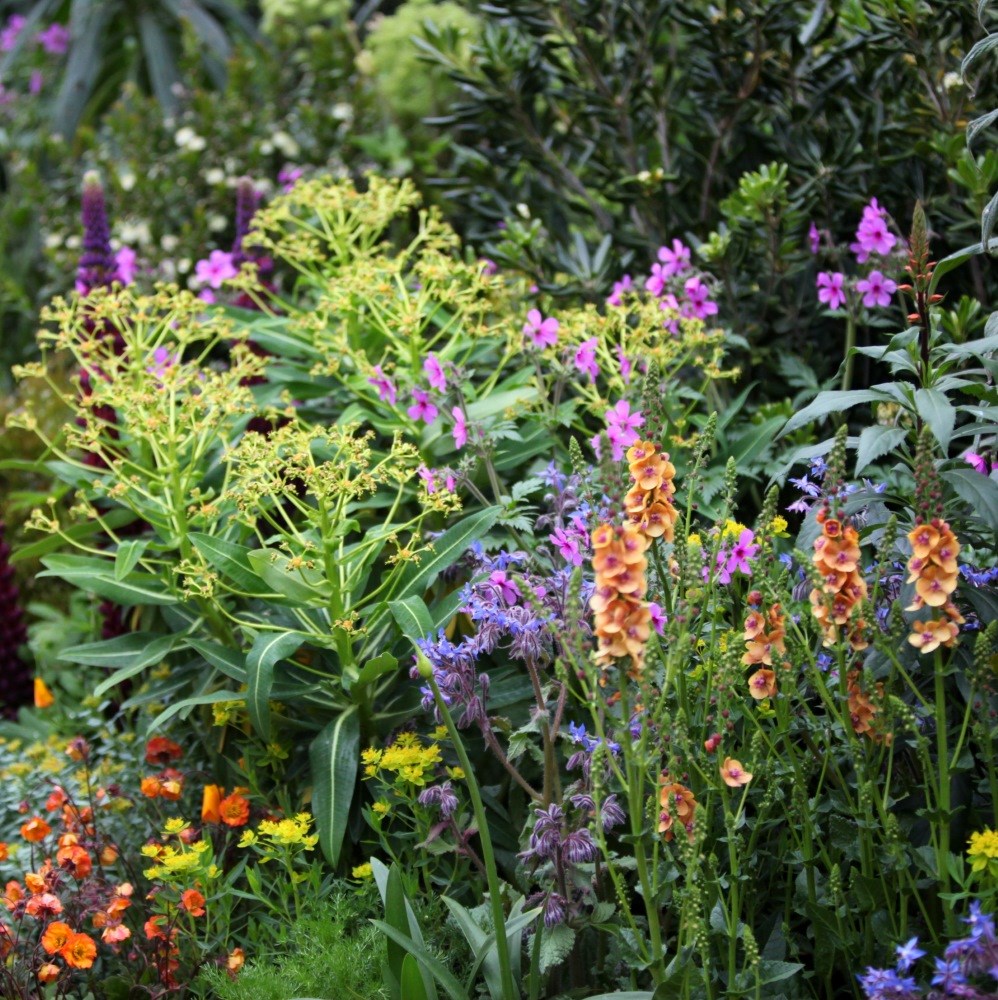 <i>Verbascum</i> 'Clementine'