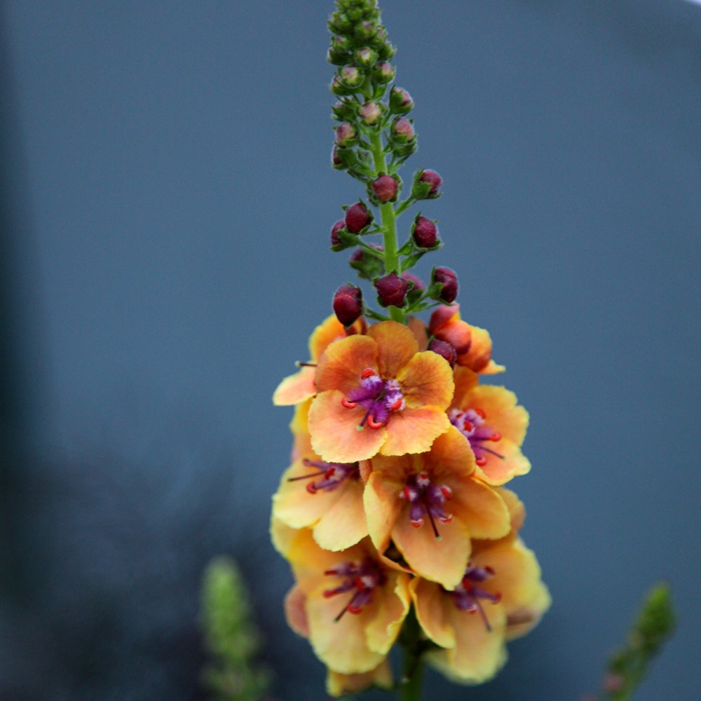 <i>Verbascum</i> 'Clementine'