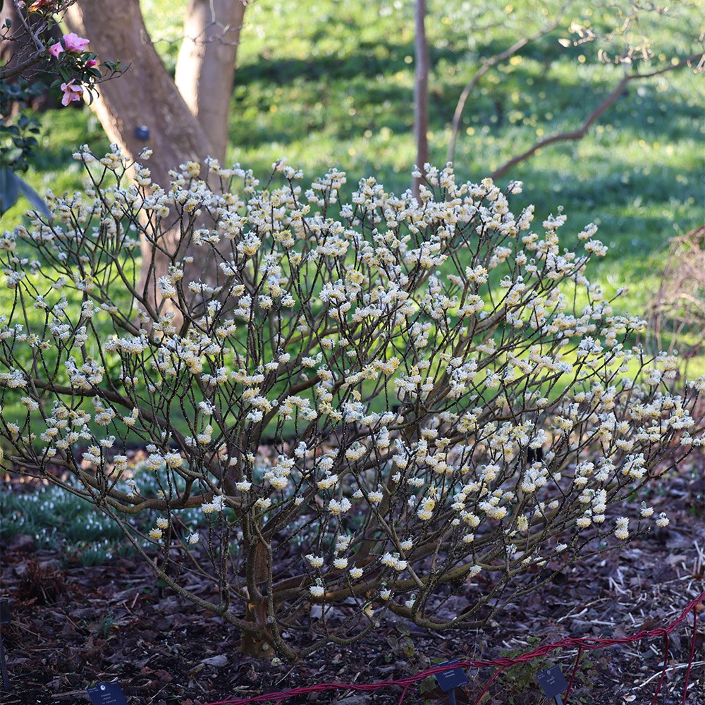<i>Edgeworthia chrysantha</i> 