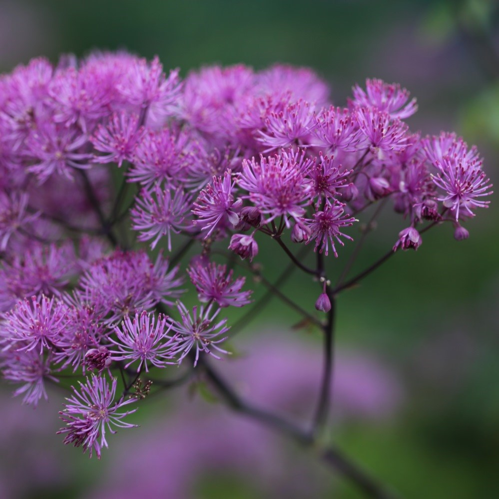 <i>Thalictrum</i> 'Black Stockings'