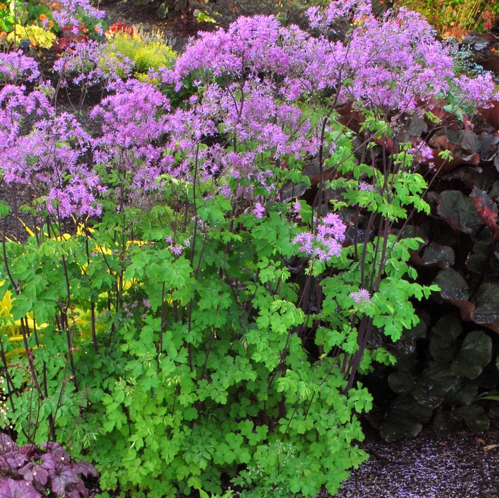 <i>Thalictrum</i> 'Black Stockings'