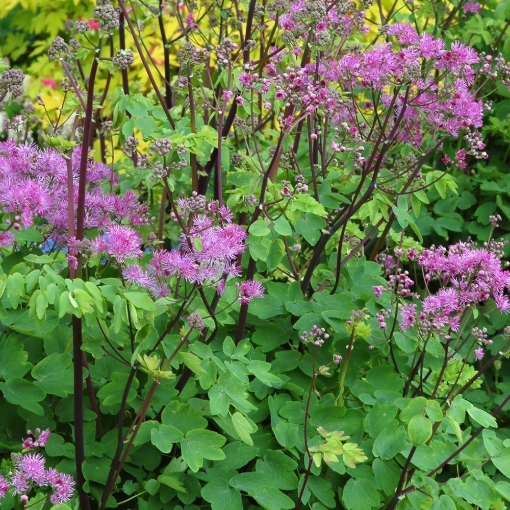 <i>Thalictrum</i> 'Black Stockings'