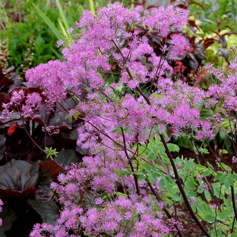 <i>Thalictrum</i> 'Black Stockings'