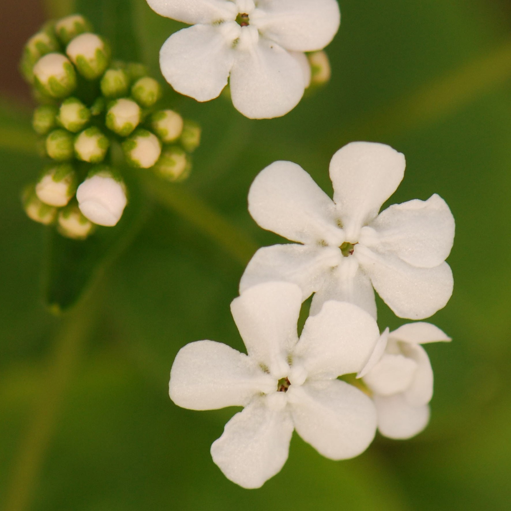 <i>Brunnera macrophylla</i> 'Betty Bowring'