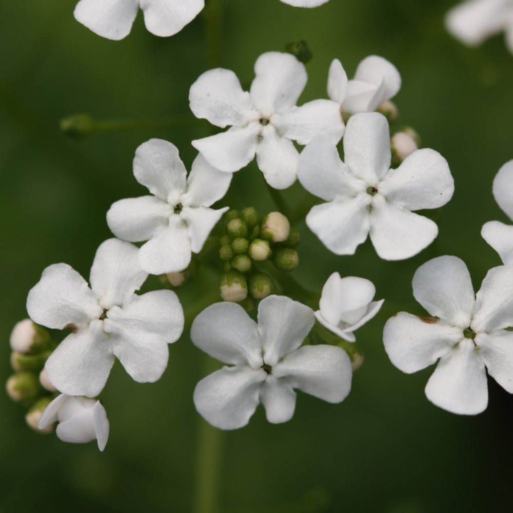 <i>Brunnera macrophylla</i> 'Betty Bowring'