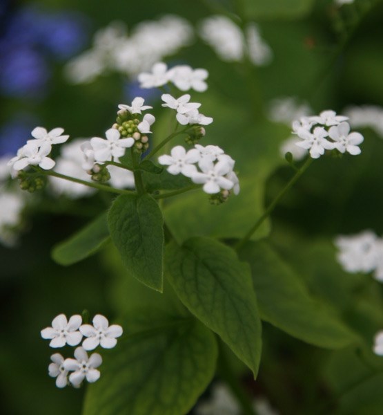 <i>Brunnera macrophylla</i> 'Betty Bowring'