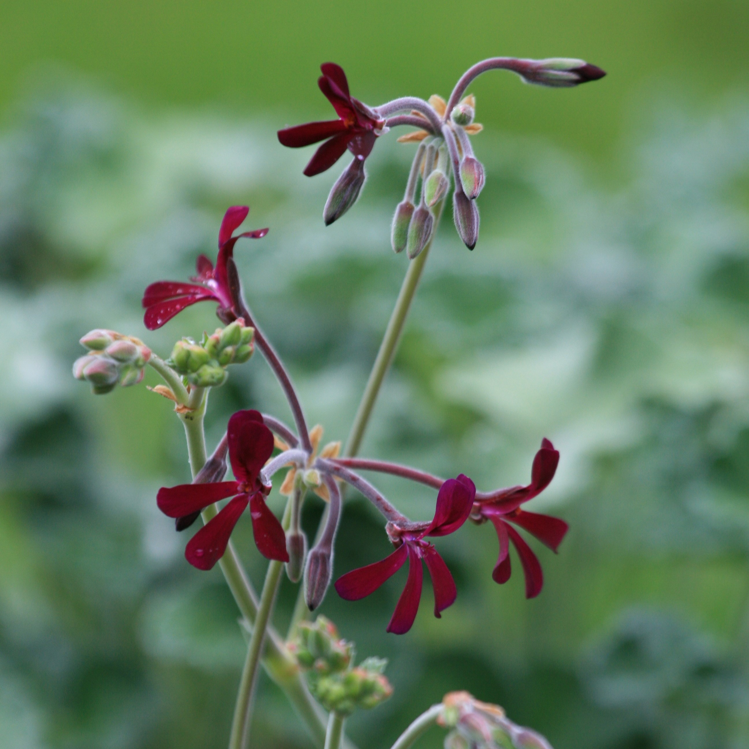 <i>Pelargonium sidoides</i> 