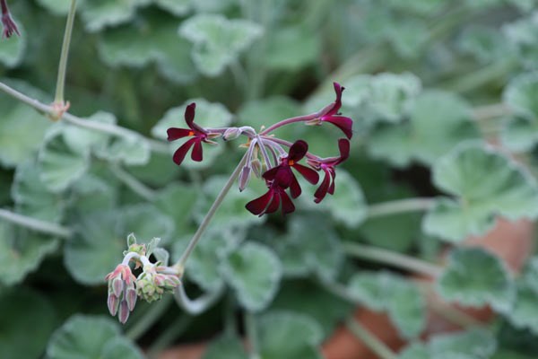 <i>Pelargonium sidoides</i> 