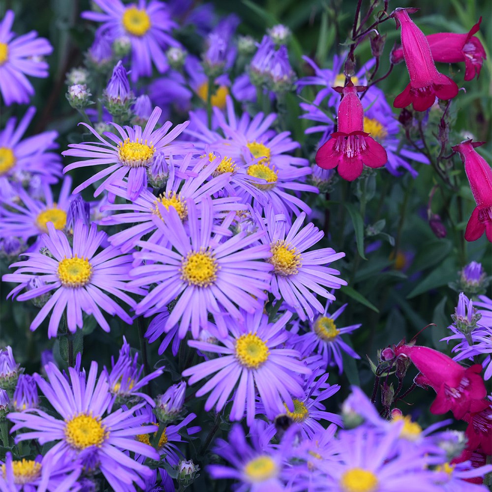 <i>Aster amellus</i> 'King George'