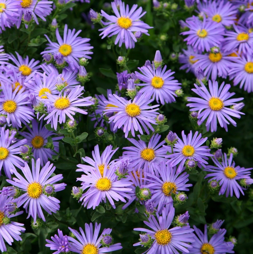 <i>Aster amellus</i> 'King George'