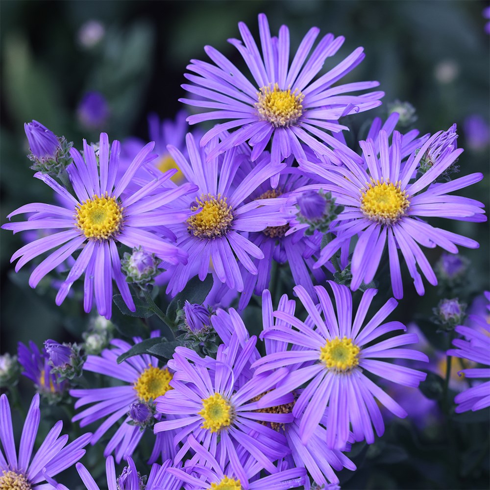 <i>Aster amellus</i> 'King George'