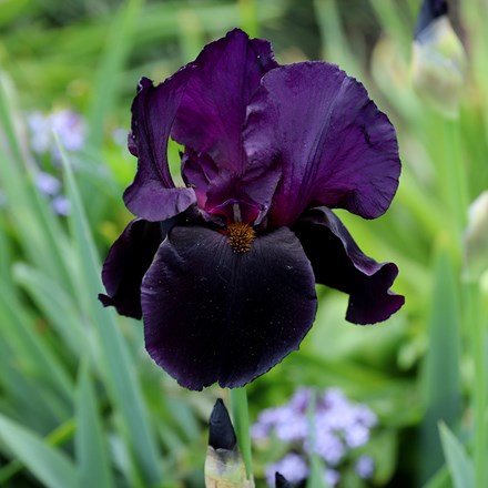 Iris Black Swan