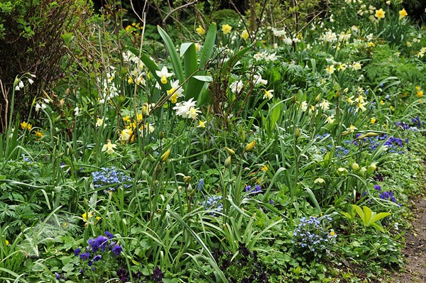 <i>Tulipa sylvestris</i> 