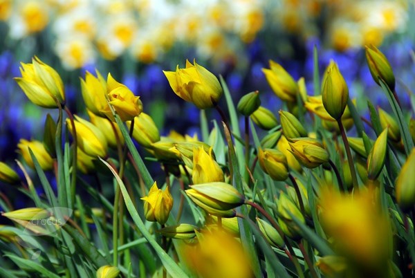 <i>Tulipa sylvestris</i> 