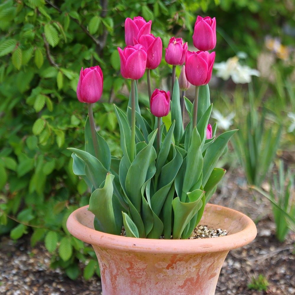 <i>Tulipa</i> 'Barcelona'