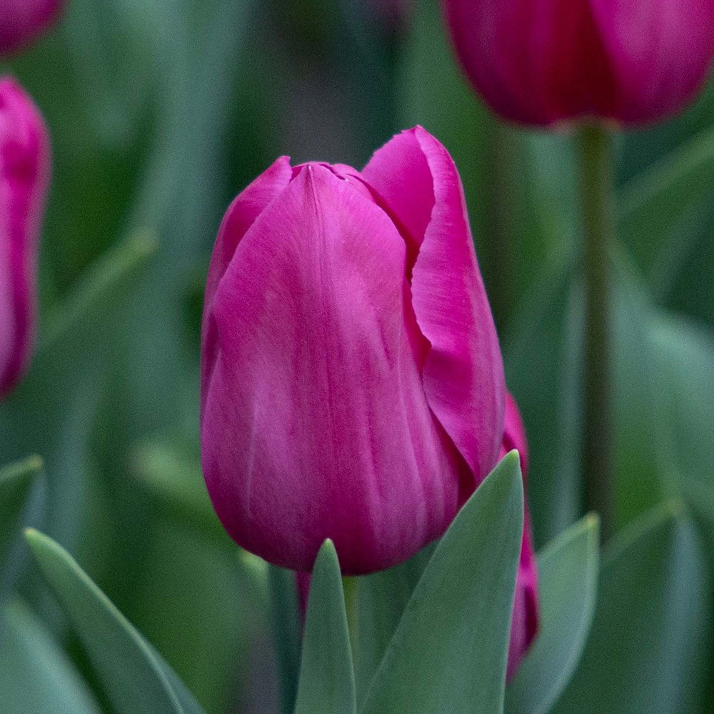 <i>Tulipa</i> 'Barcelona'