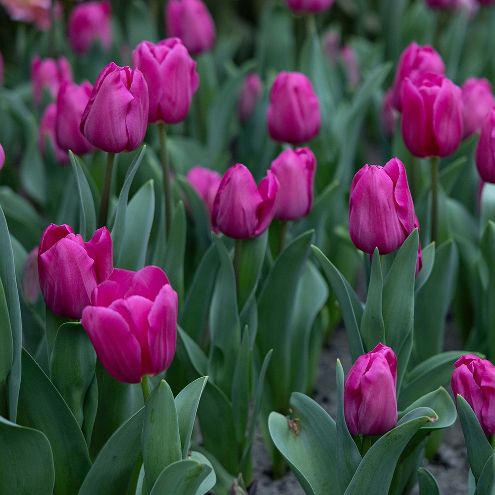 <i>Tulipa</i> 'Barcelona'