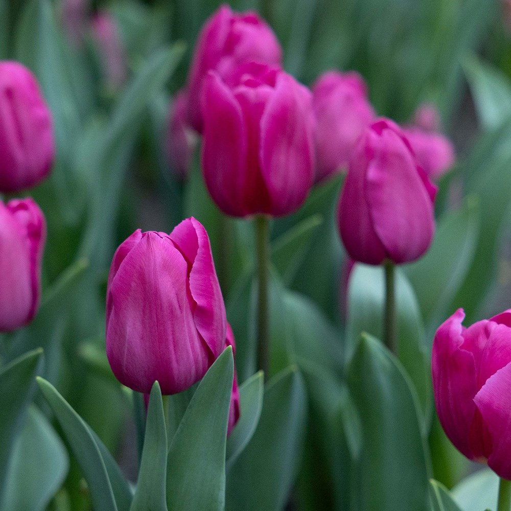 <i>Tulipa</i> 'Barcelona'