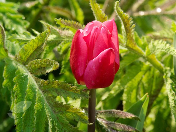 <i>Tulipa</i> 'Barcelona'