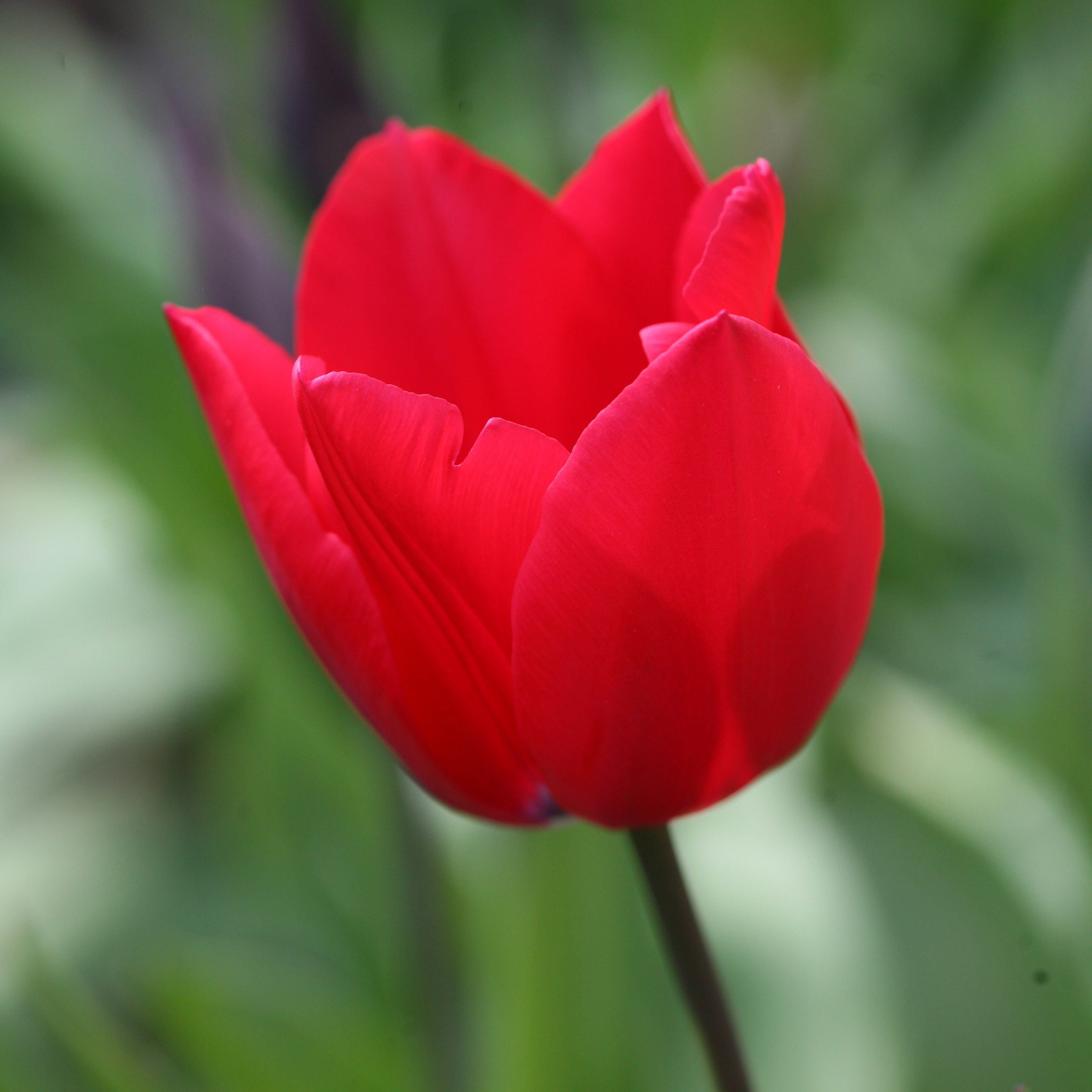 <i>Tulipa</i> 'Red Rover'