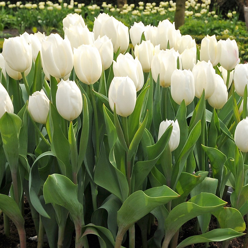 <i>Tulipa</i> 'Calgary'