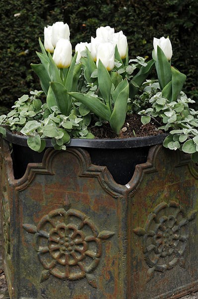 <i>Tulipa</i> 'Calgary'