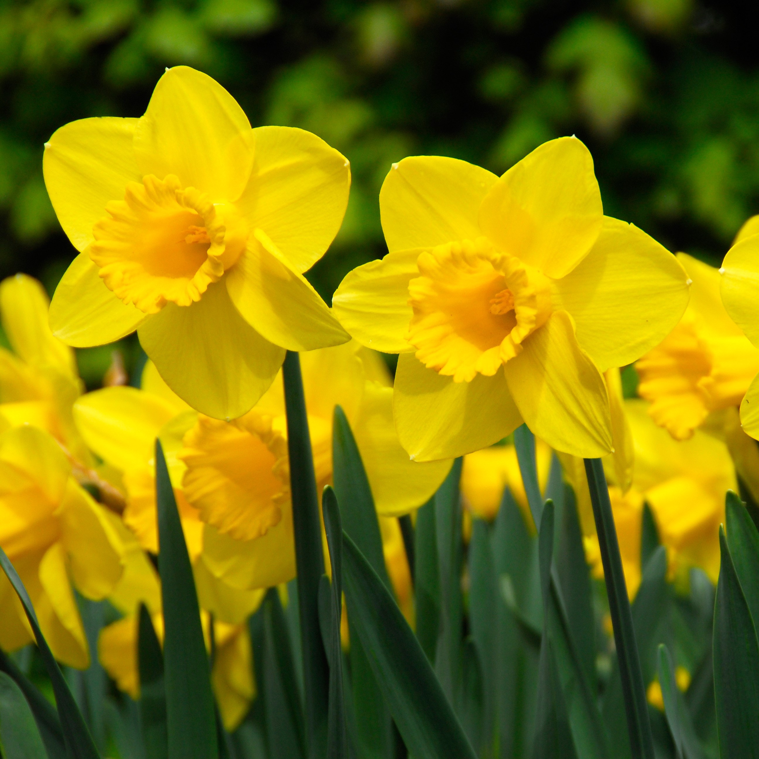 <i>Narcissus</i> 'Carlton'