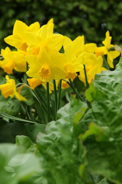 <i>Narcissus</i> 'Carlton'