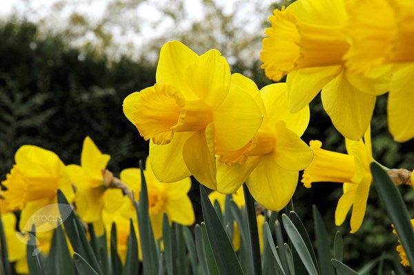 <i>Narcissus</i> 'Carlton'