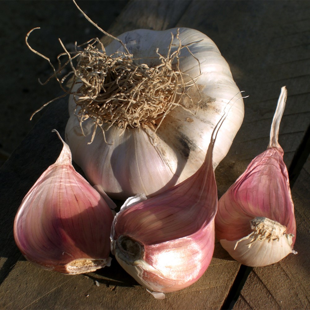 garlic 'Carcassonne Wight'