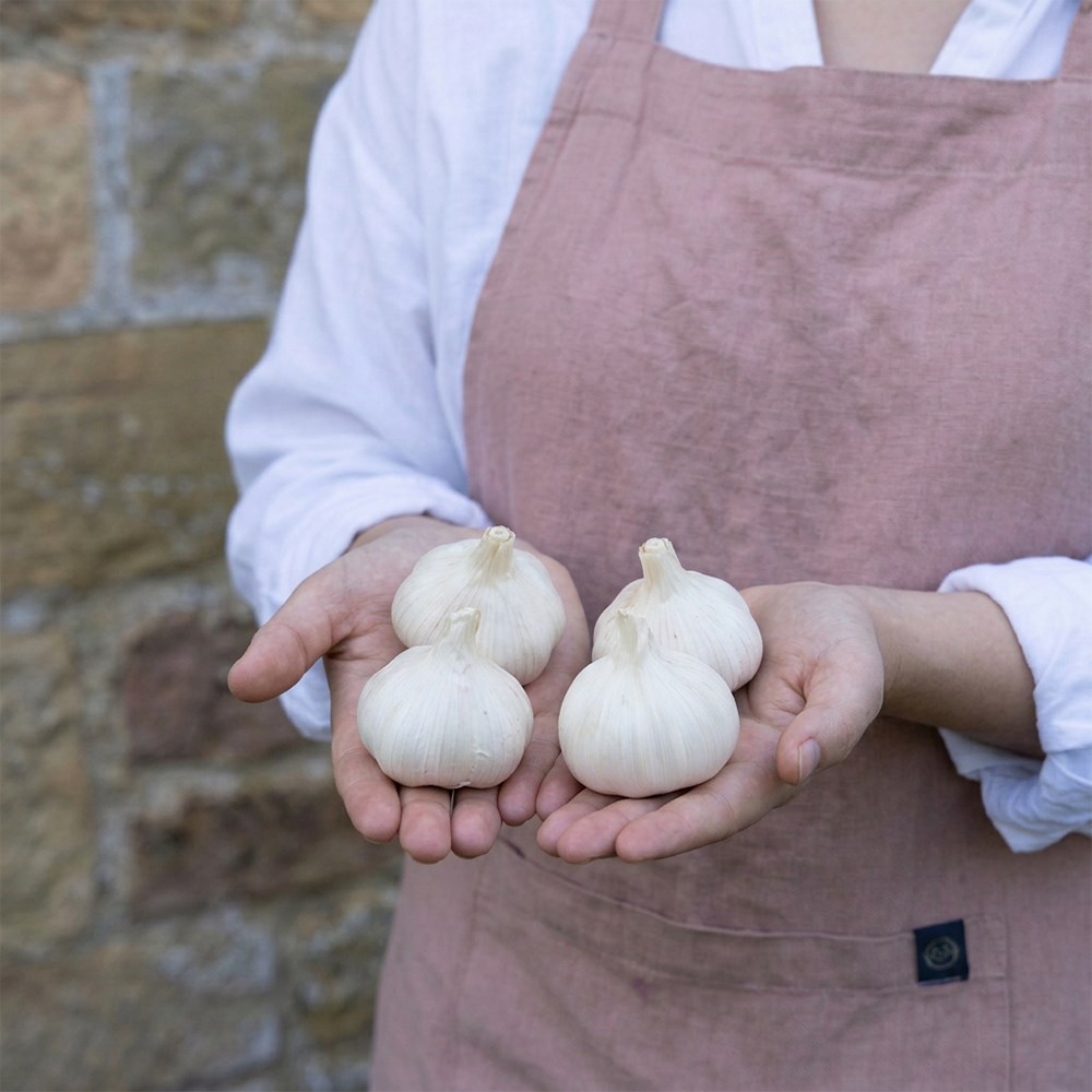 French garlic 'Cristo'