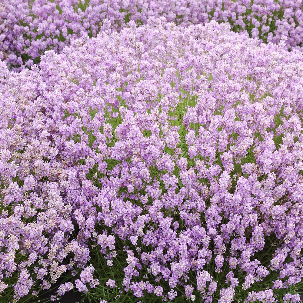 <i>Lavandula angustifolia</i> 'Rosea'