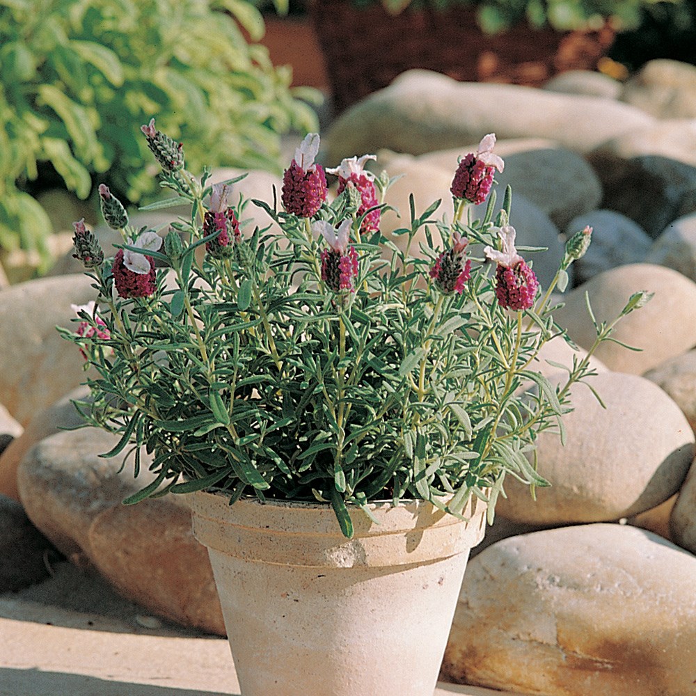 <i>Lavandula stoechas</i> subsp. <i>stoechas</i> f. <i>rosea</i> 'Kew Red'