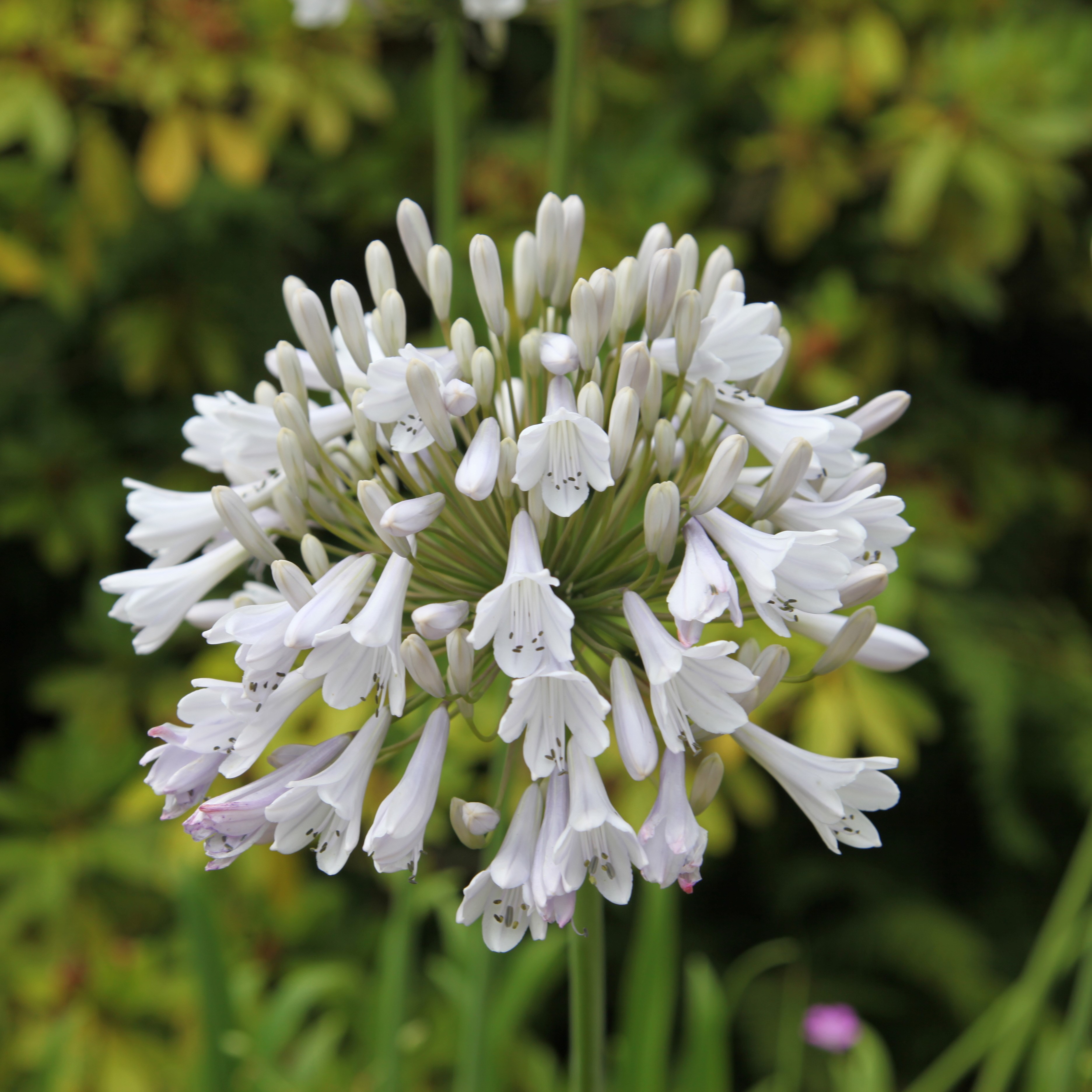 <i>Agapanthus</i> 'Windsor Grey'