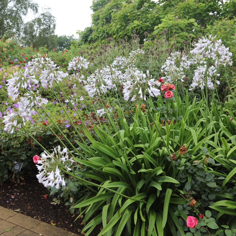 <i>Agapanthus</i> 'Windsor Grey'