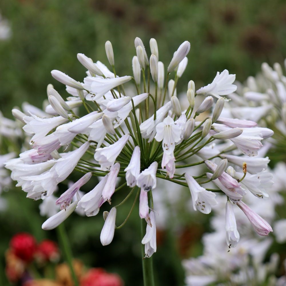 <i>Agapanthus</i> 'Windsor Grey'