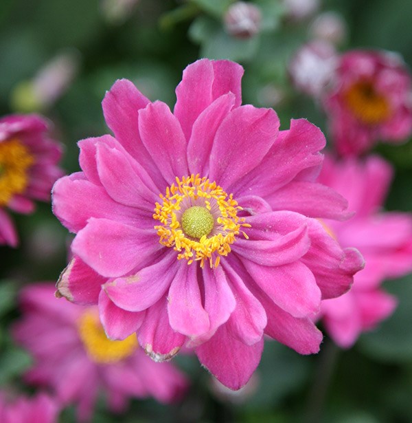 <i>Anemone hupehensis</i> var. <i>japonica</i> 'Pamina'