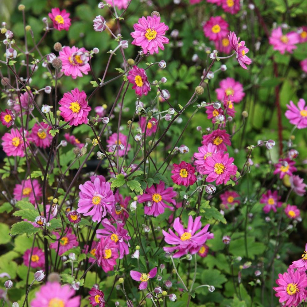 <i>Anemone hupehensis</i> var. <i>japonica</i> 'Pamina'
